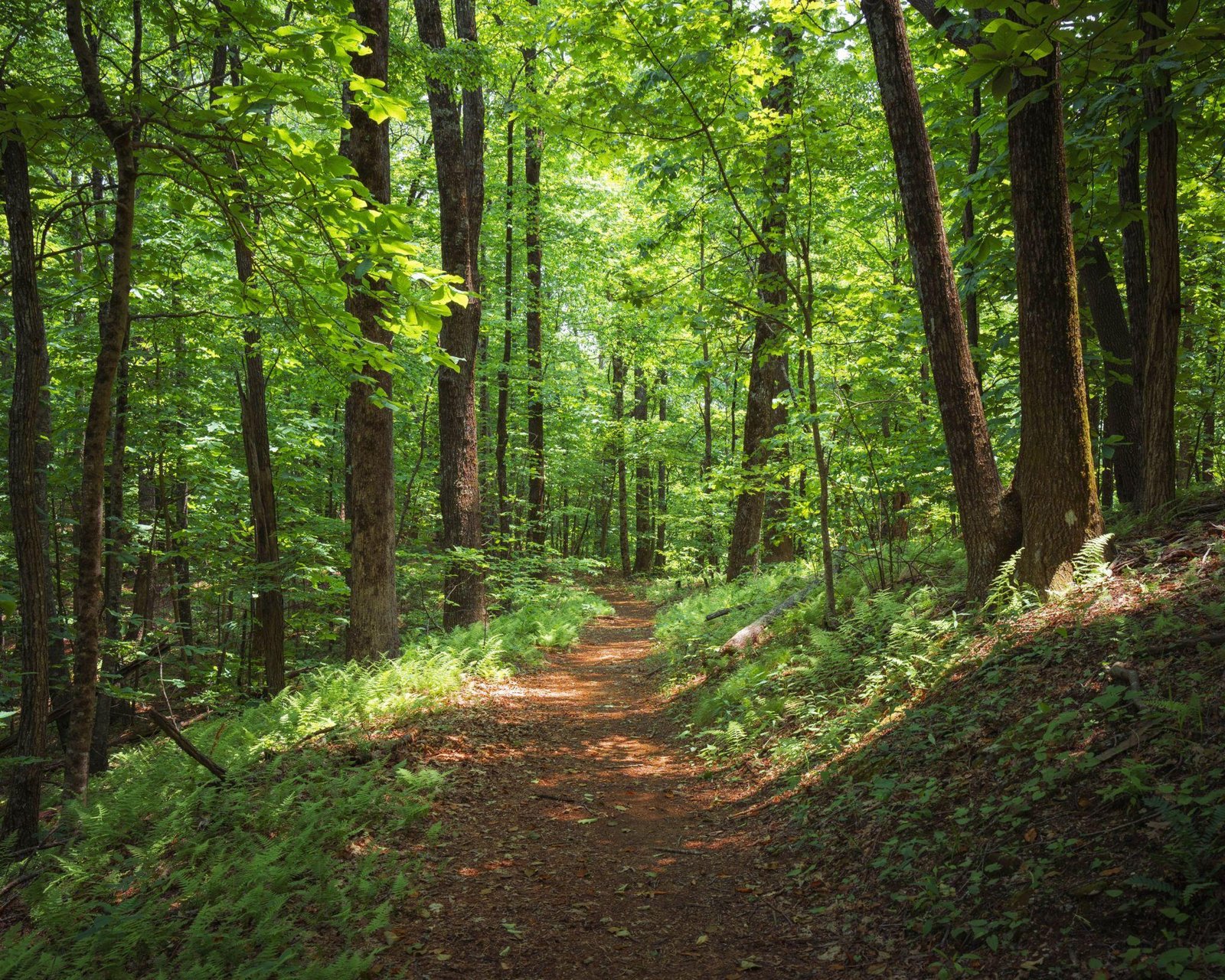forest