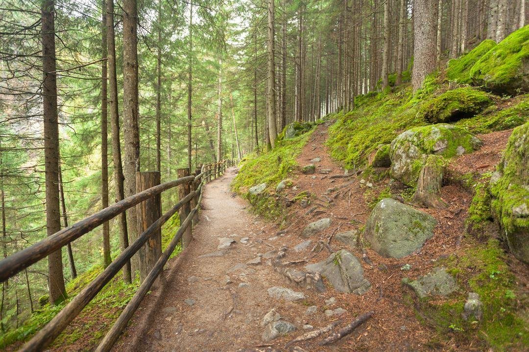 forest3